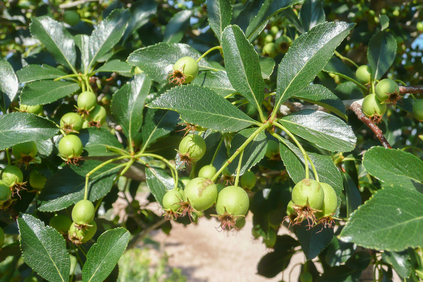 Thornless Cockspur Hawthorn